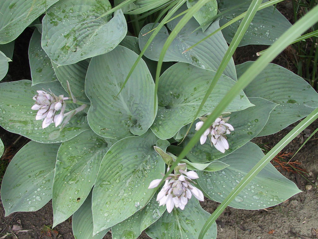Hosta Hybride Mollies Blaue 06.jpg